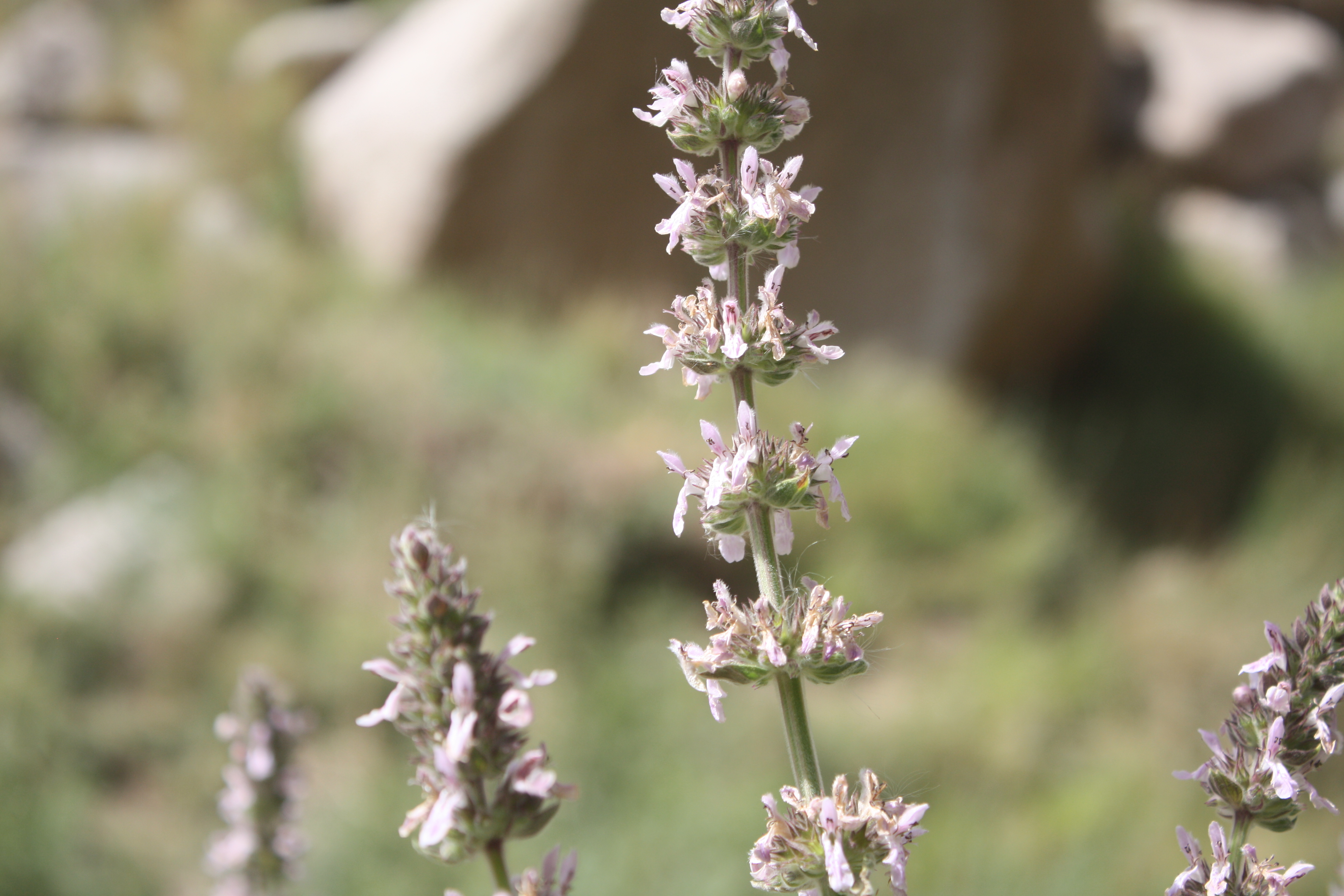 Stachys spectabilis Choisy ex DC